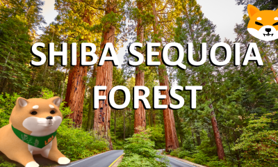 Shiba SEQUOIA Forest